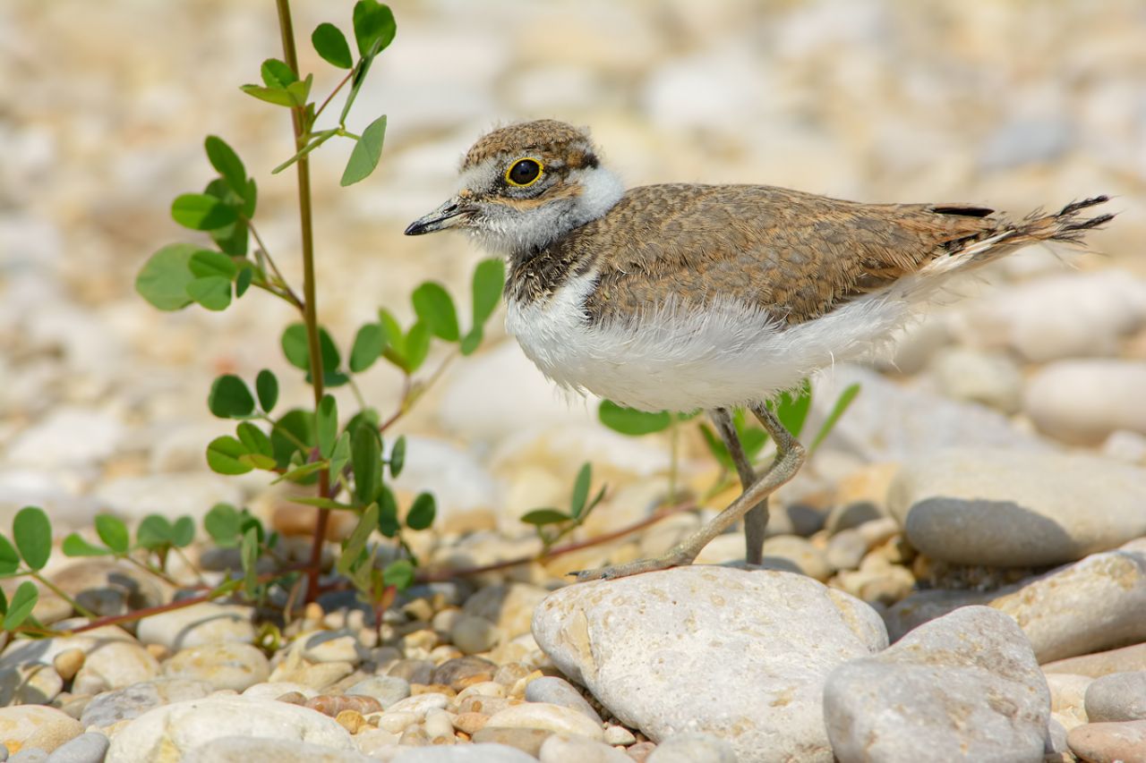 Giovane di Corriere piccolo (Charadrius dubius)